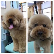 The puppy cut, also known as the teddy cut, is suitable for all dog breeds and is a practical trimming style. How To Do Teddy Bear Cut On Poodle Peepsburgh