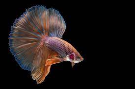 betta in 2021 betta fish betta pet fish