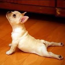 Downward Dog Cute Animals Dog Yoga How To Do Yoga