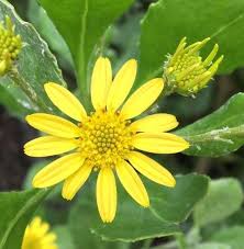 Image result for Chrysanthemoides monilifera