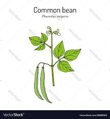 Image result for Phaseolus vulgaris