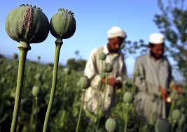 Résultat de recherche d'images pour "afghan poppy fields"