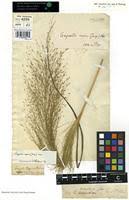 Image result for Eragrostis aspera