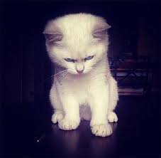 The Cats And The Furious Cats Demanding Attention Right Meow Cute Cats Cats Baby Cats