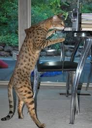 The name bengal cat was derived from the taxonomic name of the asian leopard cat (p. Full Grown African Savannah Cat Pets Lovers