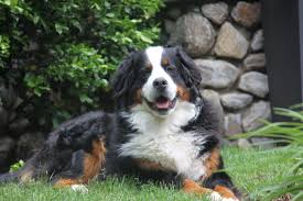 Bernese mountain dogs require frequent human companionship. Louie The Bernese Mountain Dog A Puppy At Heart Newcanaanite Com