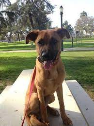 The german shepherd boxer mix is a mixed dog breed between the german shepherd and the boxer. Pin On Who Let The Dogs Out