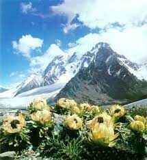 Đặc điểm cây hoa thiên sơn tuyết liên. Thien SÆ¡n Tuyáº¿t Lien Cay Quy Ä'e Dá»a Tuyá»‡t Chá»§ng Vnexpress