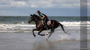 Detailed translations for galopp from german to english. Galopp Tierfotograf Nrw Munster