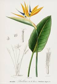 Birds Of Prey Flower Download Premium Illustration Of Vintage Illustration Of Bird Of Paradise Birds Of Paradise Flower Birds Of Paradise Botanical Prints