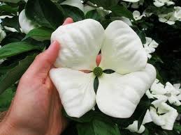 We did not find results for: Venus Dogwood For Sale Online The Tree Center