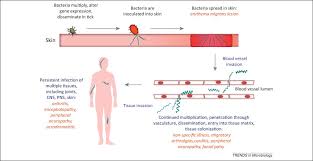 This test was developed and its performance characteristics determined by arup laboratories. Illuminating The Roles Of The Borrelia Burgdorferi Adhesins Trends In Microbiology