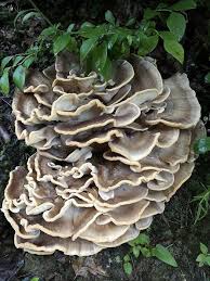 Meripilus Sumstinei July Find Not Mine Not Hen Of Woods Wrong Time Of Year Stuffed Mushrooms Plants French Furniture