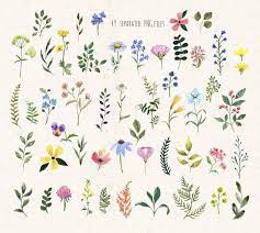 Watercolor Wildflower Clipart Floral Illustration Clip Art Etsy Flower Drawing Floral Illustrations Wildflower Paintings
