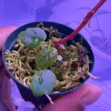 Image result for Begonia meyeri-johannis