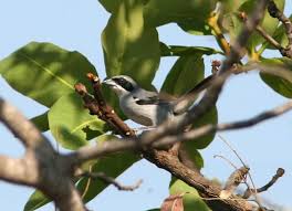 White Banded Tanager Neothraupis Fasciata Tanagers Are Small To Medium Sized Birds The Shortest Bodied Species