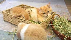 Kitten Loki taste the grass of bunnies, they eat together - YouTube