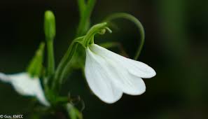 Image result for Rhinacanthus zambesiacus