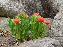 Image result for Scadoxus puniceus
