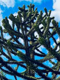 Image result for Arauk rie Araucaria
