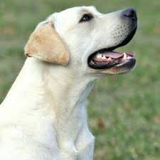 One of the friendliest breeds out there, yellow labs are great companions and love. Supreme Labradors Home Facebook
