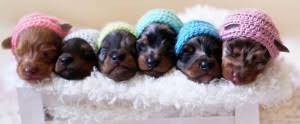 The breed was developed in germany, but came to the united states in 1870 to hunt rabbits and small game. New Puppy Arrivals Dapple Doxie Miniature Dachshunds