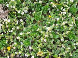Image result for Cerastium octandrum