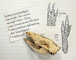 We did not find results for: Bandicoots Environment Department Of Environment And Science Queensland