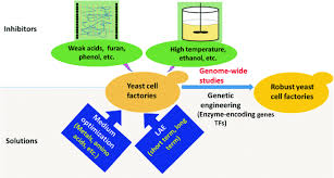 Development of Robust Yeast Strains for Lignocellulosic Biorefineries Based 