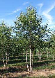 River Birch Trees For Sale Near Me Multi Stem Birch Zen Garden River Birch Valley Green