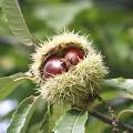 Sweet chestnut