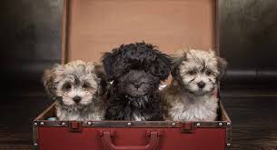 Find your perfect puppy here today. Teacup Havanese Your Guide To The Miniature Havanese