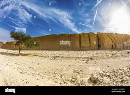 Image result for Acacia gerrardii