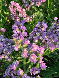 Image result for Limonium sinuatum