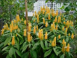 Image result for Pachystachys