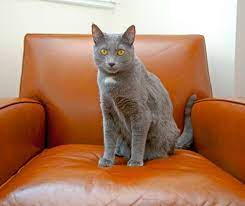 However, when pet cats are kept indoors, this natural behavior may conflict with their environment. How To Keep Cats From Scratching Leather Furniture Swankyden Com