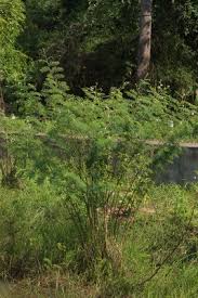 Image result for Mimosa pigra