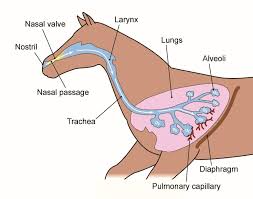 Therefore, these have a 50l of oxygen capacity against 6 to 7 for human beings. Horse Respiratory System Functions Improve Horse S Breathing