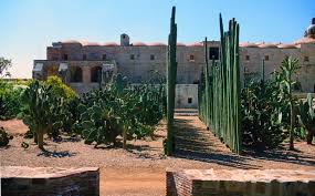 I folded a large piece of bubble wrap into thirds, wrapped it around the cactus & lifted it out. Moving A Large Cactus In The Desert Try These Tips To Avoid Damage