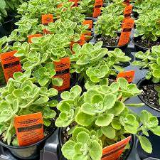 Image result for Coleus amboinicus