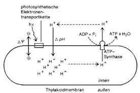 Protonenmotorische Kraft Lexikon Der Biologie