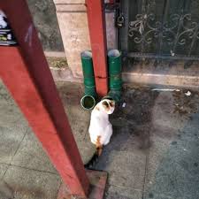 Sokak Kedileri Candir Kedi Jedi Kitty Cat Straycat Kedi Canta Instagram