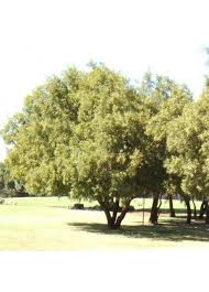 Image result for Searsia acuminatissima