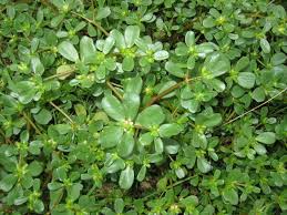 Image result for Portulacaceae