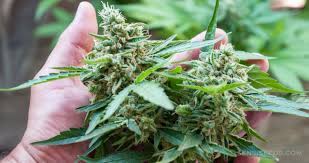 Es ist ein fehler, den anfänger oft begehen und eine schande, wenn man. Wie Man Cannabispflanzen Erntet Sensi Seeds