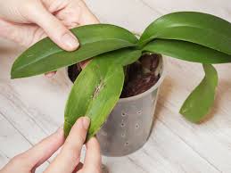 Check spelling or type a new query. Why Are My Orchid Leaves Splitting Plant Index