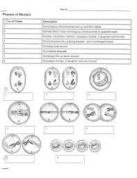 Pin On Meiosis