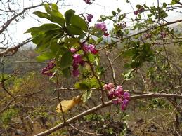 Image result for Securidaca welwitschii