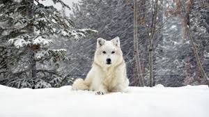 Desktop, tablet, iphone 8, iphone 8 plus, iphone x, sasmsung galaxy, etc. 1920x1080 Wallpaper Dog Wolf Forest Snow Lying White Dogs Animals Wolf Wallpaper