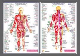 Major Muscles Anatomy Wall Chart Poster Combo 2 Posters Chartex Ltd